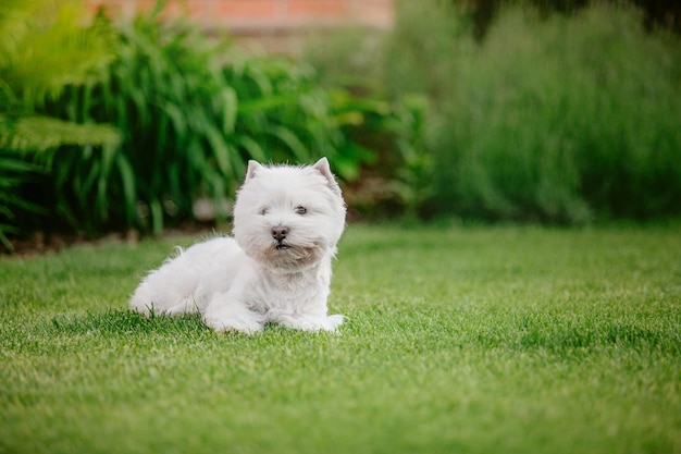 A west highland white terrier dog sits in the grass