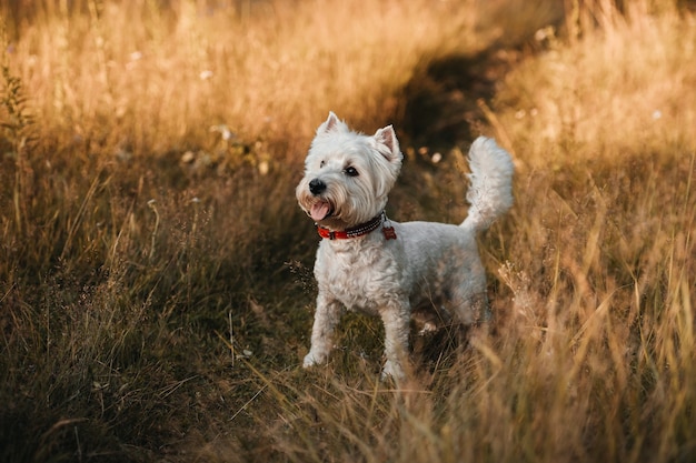 West highland white terrier dog standing in the autumn field