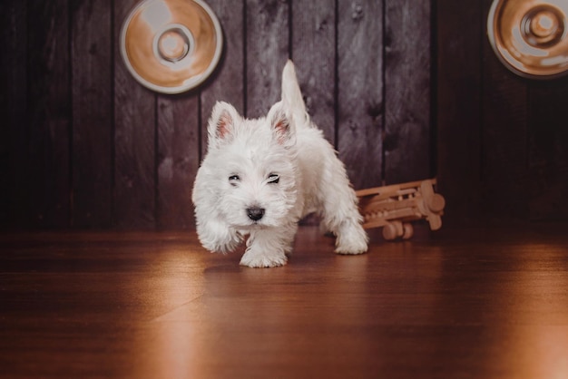 West Highland White Terrier puppy at home Cute puppy Kennel Dog litter