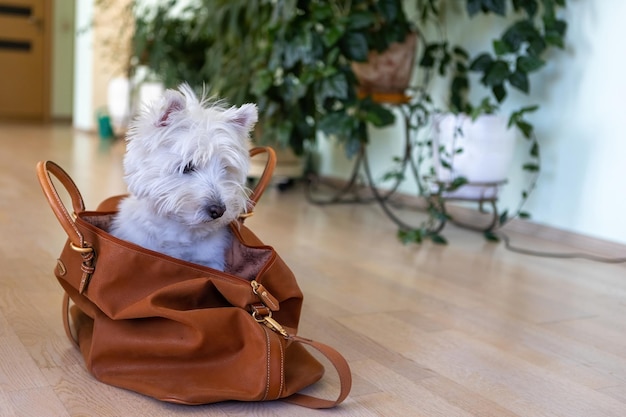 West Highland White Terrier sits in a travel bag A white dog in a suitcase