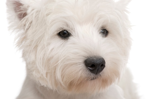 West Highland White Terrier with 8 months.