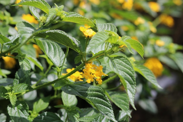 West Indian Lantana, colorful lantana camara in yellow color. Floral natural background wallpaper