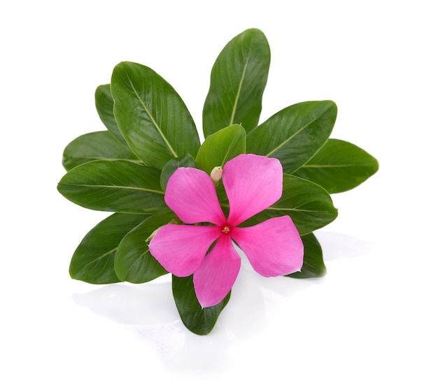 West indian periwinkle or Madagascar Periwinkle flower isolated