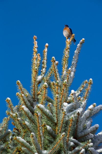 Western Bluebird on Winter Tree