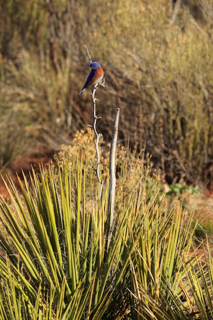 Western Bluebird on Yucca Plant Vertical