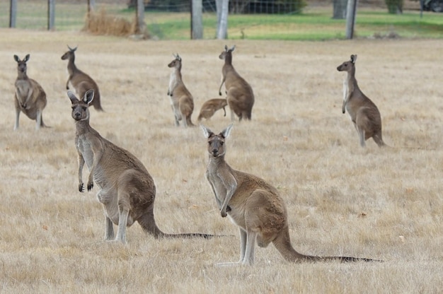 Photo western grey kangaroo macropus fuliginosus  photo was taken in western australia