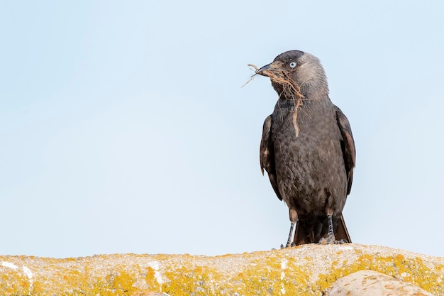 Western jackdaw Eurasian jackdaw the European jackdaw or the jackdaw Coloeus monedula Spain