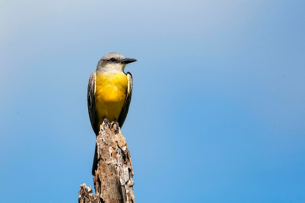 The Western Kingbird .Birds of the Yucatan Peninsula...