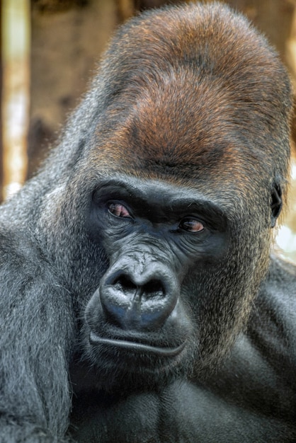 Western Lowland Gorilla (Gorilla gorilla gorilla)