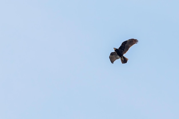 Western Marsh Harrier in flight (Circus Aeruginosus)