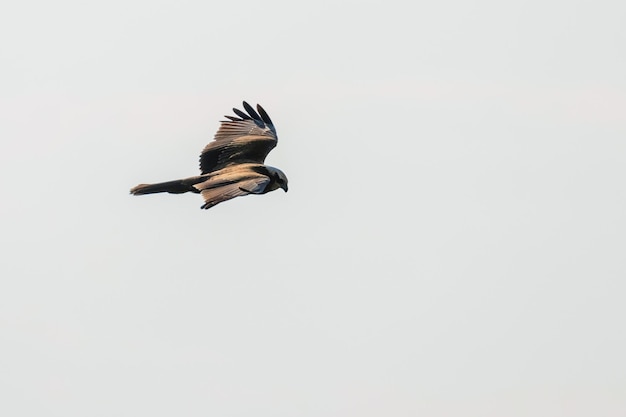 Western Marsh Harrier in flight (Circus Aeruginosus)