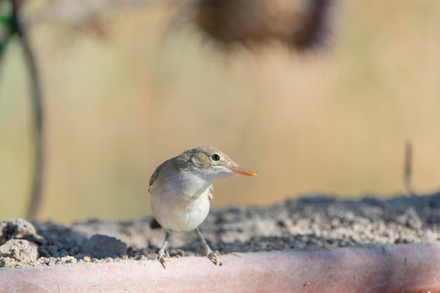 Western olivaceous warbler (Hippolais opaca) Cordoba, Spain