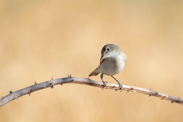 Western olivaceous warbler (Hippolais opaca) Cordoba, Spain