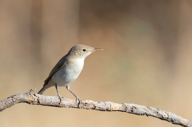 Western olivaceous warbler (Hippolais opaca) Cordoba, Spain