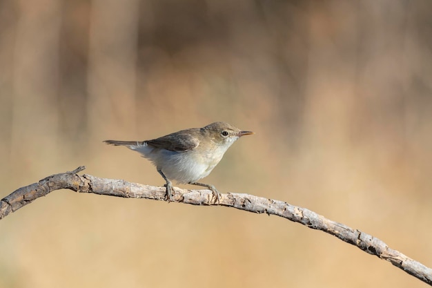 Western olivaceous warbler (Hippolais opaca) Cordoba, Spain