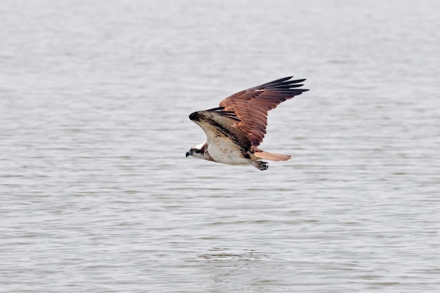 Western Osprey Pandion haliaetus Beautiful Birds of Thailand flying on the water