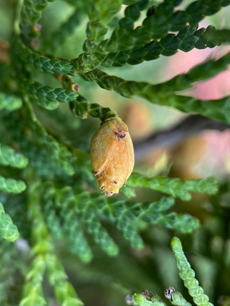 The Western thuja, or vital tree, or negniyuchka (Latin Thuja occidentalis)