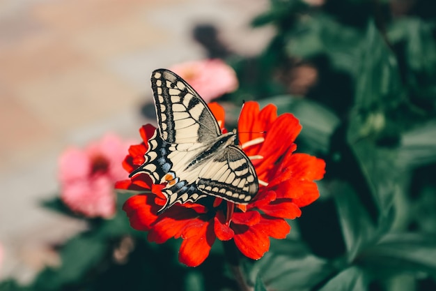 Western Tiger Swallowtail Butterfly