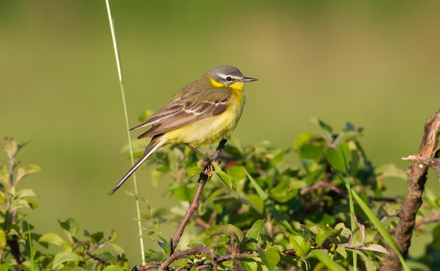 Western yellow wagtail Motacilla flava A bird sits on a branch Beautiful morning light