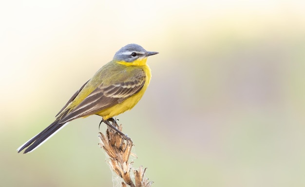 Western yellow wagtail Motacilla flava The bird sits on the stem of a dry plant