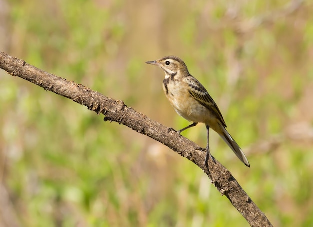 Western yellow wagtail Motacilla flava A young bird sits on a branch