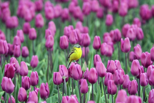 Photo western yellow wagtail perching on pink tulip