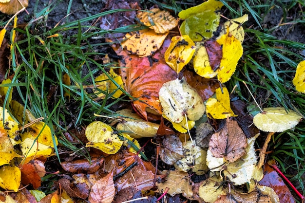 Wet autumn leaves in the rain Rainy weather in autumn