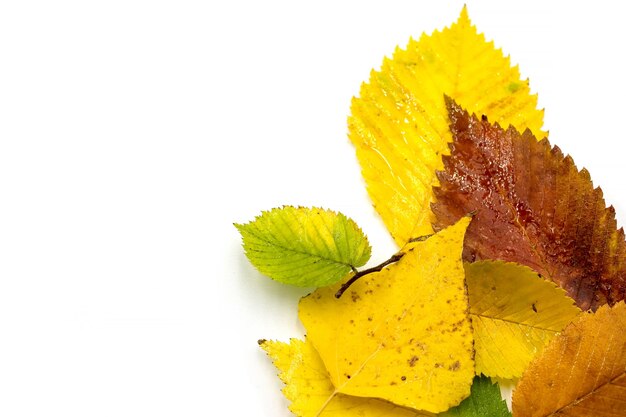 Wet autumn leaves on white background