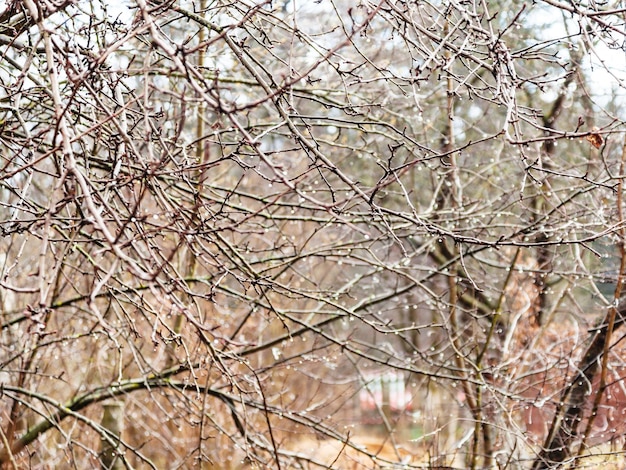 Wet brances of bare trees with raindrops in garden