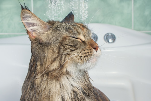 Wet cat in the bath