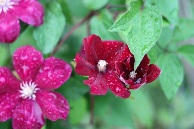 Wet clematis flowers