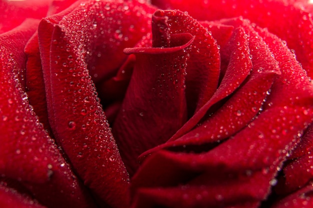 Wet Dark Red Roses With Water Drops. Flower Background. Holiday concept