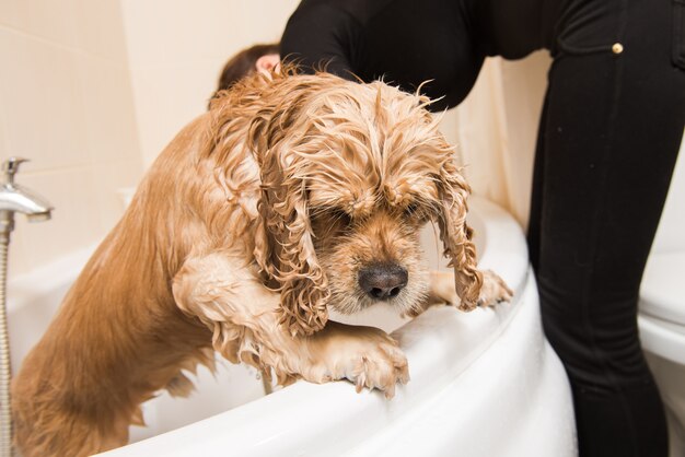 Wet dog in the bathroom