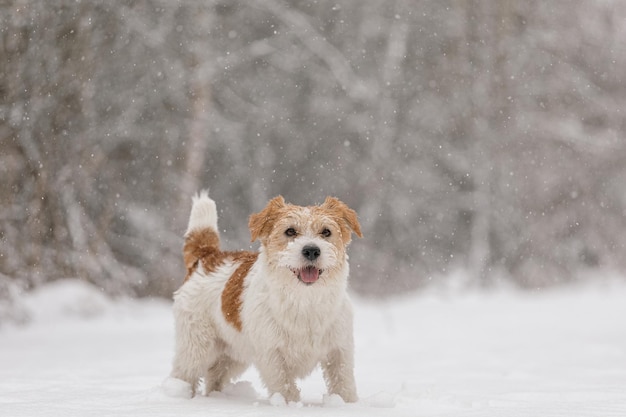 Wet dog stands in the forest in winter Wirehaired Jack Russell Terrier in the park for a walk Snow is falling against the background of the animal New Year concept