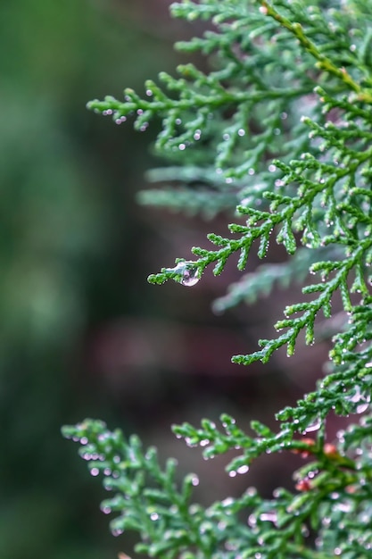 Wet fresh green sprigs of thuja plant with water drops in nature