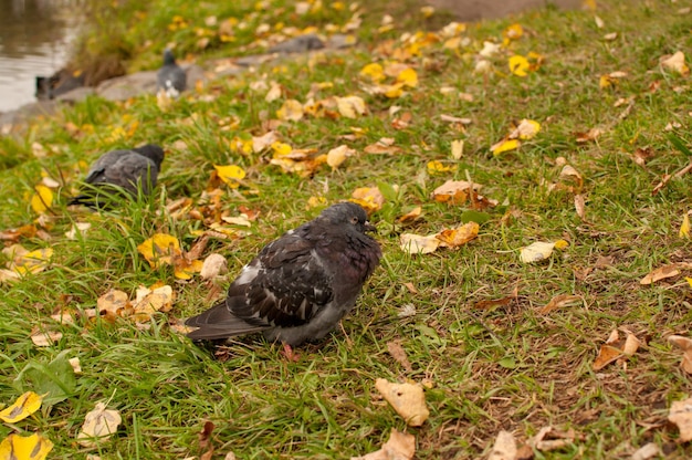 A wet frozen gray pigeon sits on the grass against the background of fallen leaves