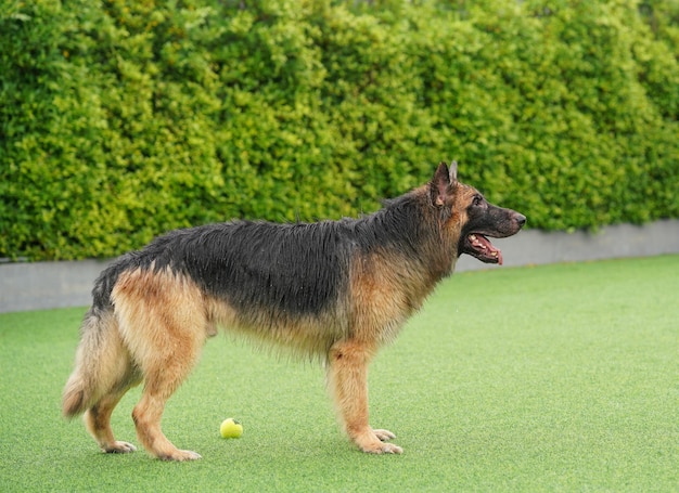 Wet fur german shepherd dog stand on grass at backyard