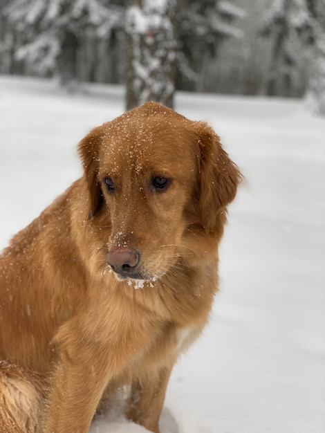 Wet ginger dog sits and looks around at a beautiful snowy forest