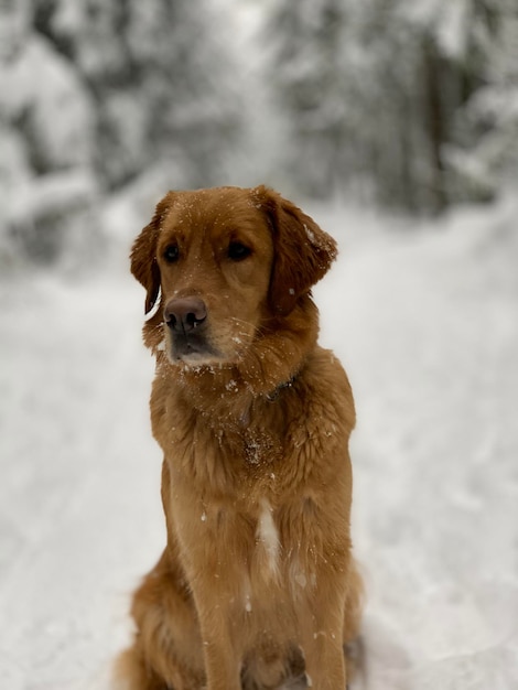 Wet ginger dog sits and looks around at a beautiful snowy forest