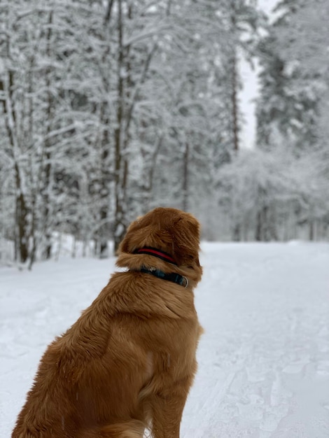 Wet ginger dog sits and looks around at a beautiful snowy forest