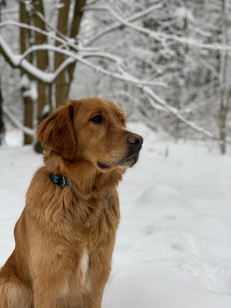 Wet ginger dog sits and looks around at a beautiful snowy forest