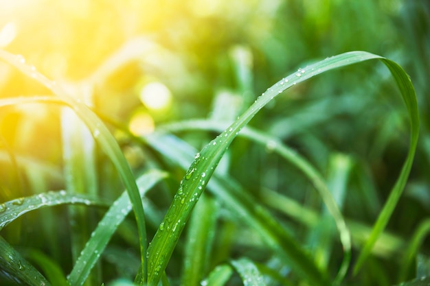 Wet grass on sunny day