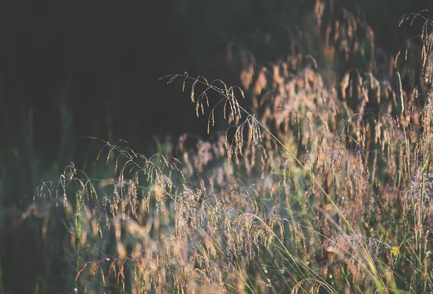 Wet green grass at morning in the rural field