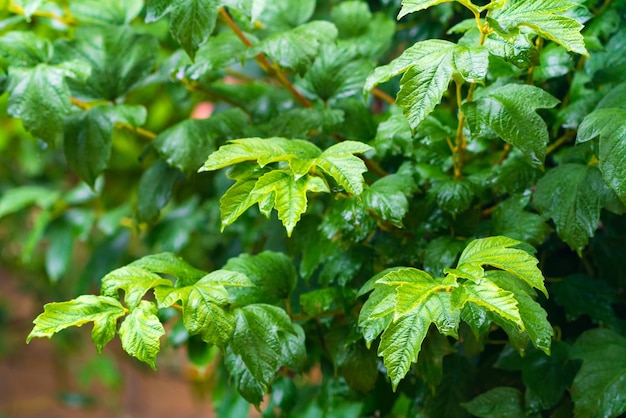 Wet green leaves after rain