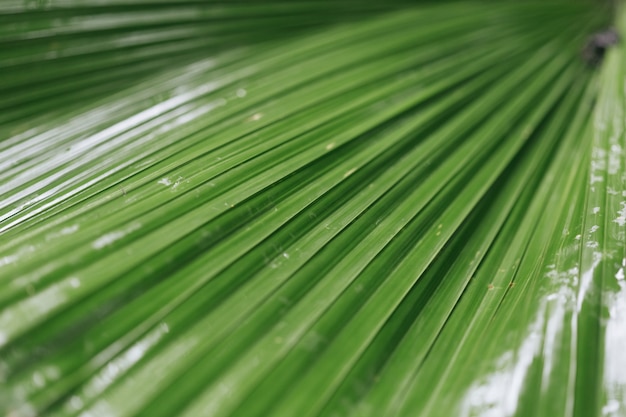 Wet green leaves nature background.