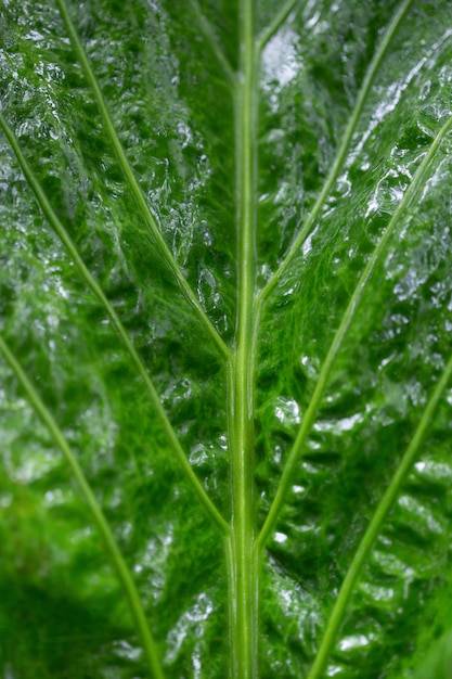 Wet green leaves nature background.