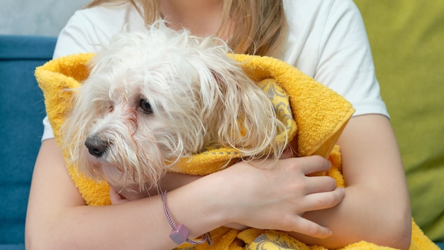 A wet Maltese dog wrapped in a yellow towel in the arms of a girl. Wet dog head