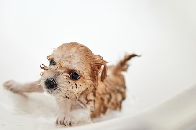 Wet Maltipoo puppy while bathing in the bathroom