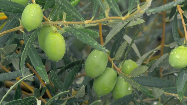 Wet olive tree and drizzle