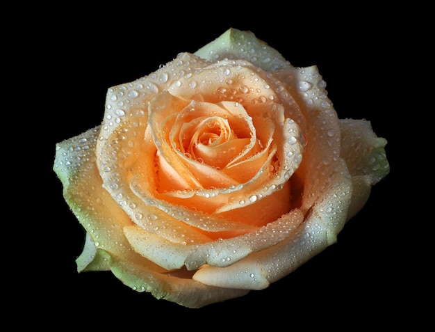 a wet orange rose with water drops on it